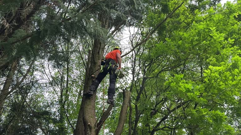 Professional  Tree Services in Stuart, FL