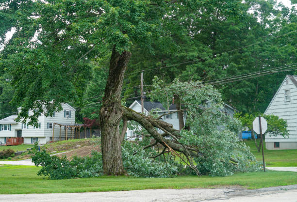 How Our Tree Care Process Works  in  Stuart, FL